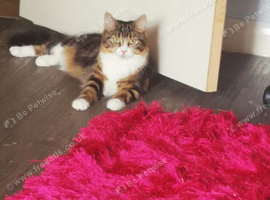 Female cat