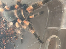 Brachypelma hamorii