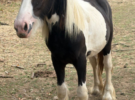 Big yearling cob colt