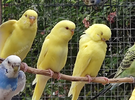Lutino Budgies