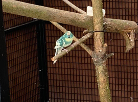 Male Kakariki Wanted