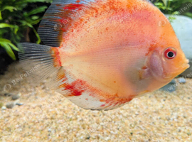 3discus fish