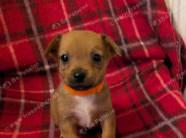 Jack Russell puppy