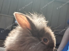 One mini Lop mixed with Netherland dwarf Bunny