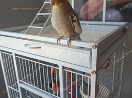 17weeks old hand tame