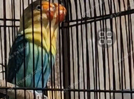 Beautiful pair of Lovebirds for sale