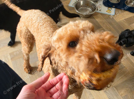 2 year old mix poodle