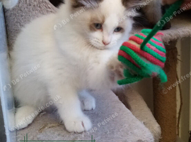 Adorable Pure breed Ragdoll kittens available to everloving homes