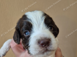 5 sprockerspaniel pups for sale