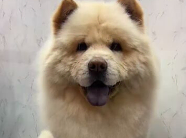 Chow chow