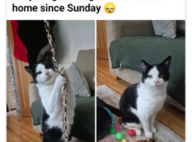 Missing cat
