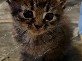 2 Tabby grey kittens girl and boy