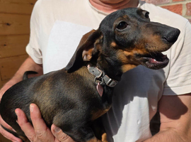 Dachshunds