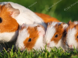Two guinea pigs wanted - DN17
