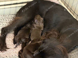 Beautiful little of pups