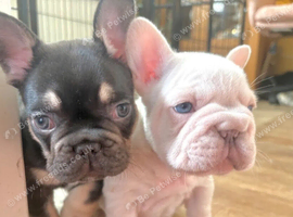 Fluffy French Bulldog Puppies