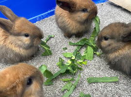 Mini lop rabbits ready 22nd November