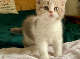 QUALITY TICA REG FAWN GIRL (READY NOW)