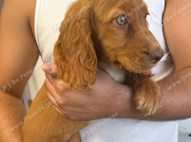 Fully vaccinated ready to leave cocker spaniel