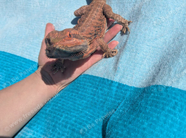 Male bearded dragon