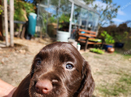 Cocker Spaniel Puppies