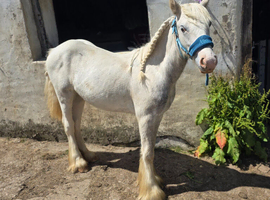 Sale or swap filly foal TGCA