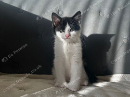 Kittens looking for new homes