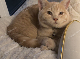 British shorthair male