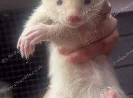 Semi angora ferrets 9 weeks old