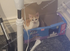 3 month old kitten