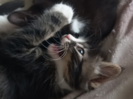 4 beautiful fluffy cute kittens