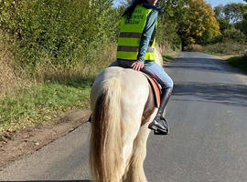12h cob gelding