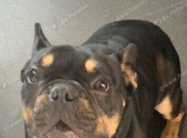 French bulldog