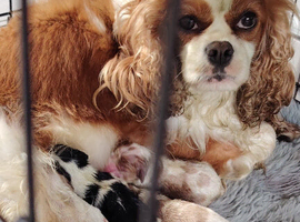 Cavalier king Charles
