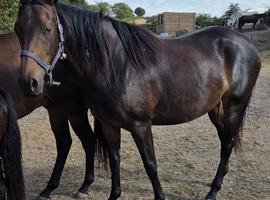 15.3 Bay tb mare 4 yrs