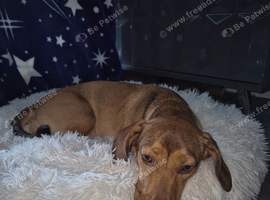 8 month Daschund cross for sale