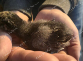 Partridge pekin bantam x silkie chicks