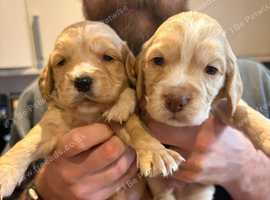 Worker cocker spaniel boy puppies