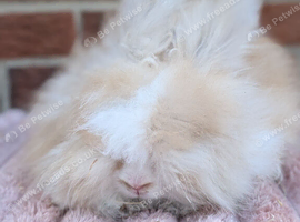 English angora boys ready one left