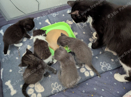 Kittens