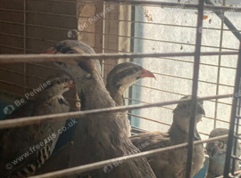 Chukar partridges