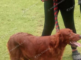 Beautiful red setter