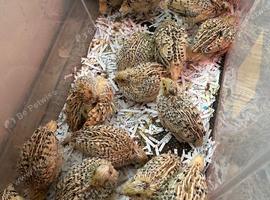 Unsexed quail chicks for sale