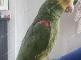 Parrot and cage for sale