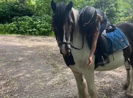 Part Loan Available - 13.2hh Pony &pound;80 per month