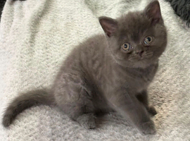 Female British shorthair kitten
