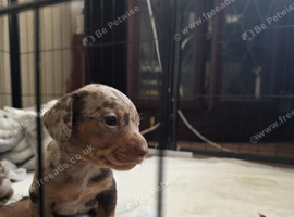 Miniature dachshund