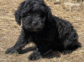 Froodle. Poodle x. Long haired Frenchy
