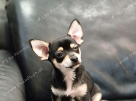 Beautiful Chihuahua