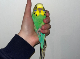 2 budgies and cage